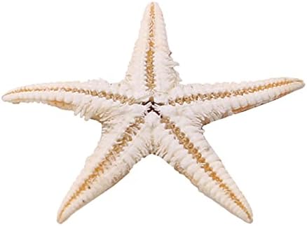ZHANGXD 100 PCS Denizyıldızı Okyanus Plaj Denizyıldızı-Doğal Deniz Kabukları Denizyıldızı için Mükemmel Düğün Dekor Plaj Tema