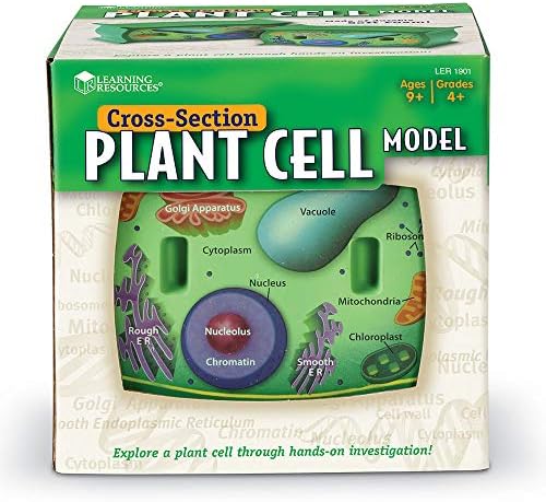Öğrenme Kaynakları Kesitli Bitki Hücre Modeli, Bitki Anatomisi, Fen Sınıfı Aksesuarları, 2 Köpük Parçası, 7+Yaş